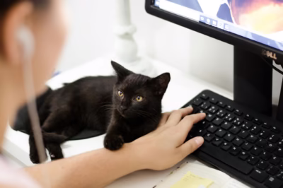 data governance 2025 | the data governor black cat holding persons arm